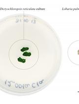 Dictyochloropsis绿藻菌株的基因组DNA提取和基因分型