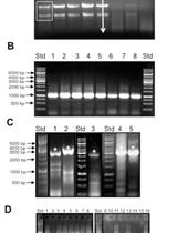 Protocol for the Generation of a Transcription Factor Open Reading Frame Collection (TFome)