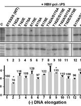 Primer Extension Analysis of HBV DNA with Strand-Specific Primers