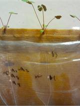 Evaluation of Nodulation Speed by Sinorhizobium Strains