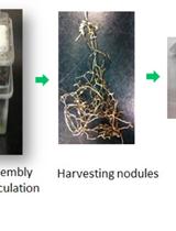 Quantitative Evaluation of Competitive Nodulation among Different Sinorhizobium Strains