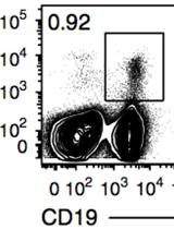 Adoptive Transfer of Memory B Cells