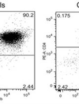 Adoptive Transfer of Myeloid-Derived Suppressor Cells and T Cells in a Prostate Cancer Model