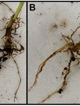 Isolation of Rhizosphere Bacterial Communities from Soil