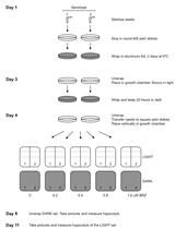 Protocol to Treat Seedlings with Brassinazole and Measure Hypocotyl Length in Arabidopsis thaliana
