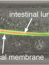 Labeling of the Intestinal Lumen of Caenorhabditis elegans by Texas Red-dextran Feeding 