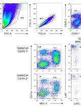 Determining Leukocyte Origins Using Parabiosis in the PyMT Breast Tumor Model