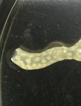 Immunolocalization of Proteins in Corals: the V-type H+-ATPase Proton Pump