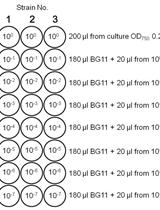 Spot Assays for Viability Analysis of Cyanobacteria