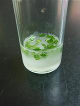原位杂交技术检测本氏烟草叶肉细胞中的Poly（A）RNA