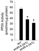 A Non-Radioactive Method for Measuring PP2A Activity in Plants