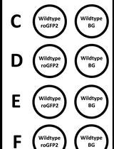 In vitro Real-time Measurement of the Intra-bacterial Redox Potential