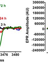 Electron Paramagnetic Resonance (EPR) Spectroscopy to Detect Reactive Oxygen Species in Staphylococcus aureus