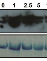 Detection of Mitogen-activated Protein Kinase (MAPK) Activation upon Exogenous Chemical Application in Arabidopsis Protoplasts