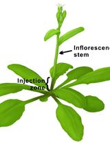 对转基因植株样本中的农杆菌上T-DNA基因的cDNA 5'末端进行快速扩增（5'RACE）