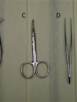 Isolation and Growth of Adult Mouse Dorsal Root Ganglia Neurons