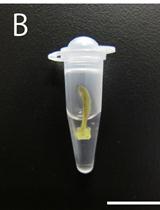 Detection of the Cell Proliferation Zone in Leaves by Using EdU
