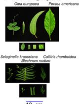 Physicochemical Quantification of Abscisic Acid Levels in Plant Tissues with an Added Internal Standard by Ultra-Performance Liquid Chromatography