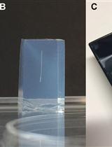 Detection and Visualization of Specific Gene Transcripts by in situ RT-PCR in Nematode-Infected Arabidopsis Root Tissue 