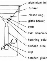 拟南芥根部的胞囊线虫感染实验
