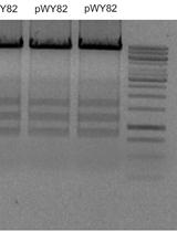 通过农杆菌或粒子轰击法截断端粒介导染色体在植物中产生工程微型染色体