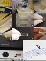 Transverse Sectioning of Arabidopsis thaliana Leaves Using Resin Embedding 