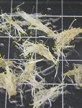 采用14C 葡萄糖细胞壁掺入实验估测纤维素的生物合成