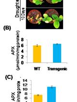 Pot Level Drought Stress Tolerance Assay in Tobacco through Plant Phenotyping and Antioxidant Assay