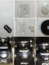 对水稻叶片中硅质小体进行组织化学染色