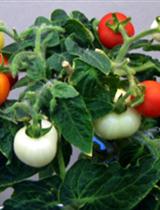 Hydroponic Culture of ‘Micro-Tom’ Tomato