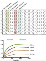 对结合高糖基化HIV-1 gp120核心蛋白的单克隆抗体进行动力学分析