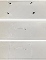 使用转盘共聚焦显微镜分析拟南芥细胞中的纤维素生物合成