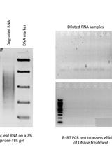 Mitochondrial RNA Transcript Analysis Assay of Arabidopsis Leaf Tissues