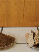 马克萨斯植物萝芙木中吲哚生物碱的分离和特性描述步骤