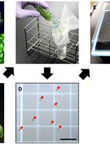 Hyaloperonospora arabidopsidis (Downy Mildew) Infection Assay in Arabidopsis