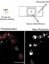 Two-photon Photoactivation to Measure Histone Exchange Dynamics in Plant Root Cells