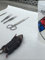 Immune Cell Isolation from Mouse Femur Bone Marrow