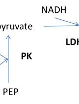 Determination of Fructokinase Activity from Zobellia galactanivorans