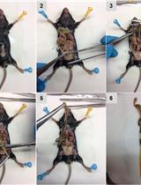 Isolation and Flow-cytometric Analysis of Mouse Intestinal Crypt Cells