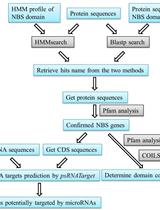 Computational Identification of MicroRNA-targeted Nucleotide-binding Site-leucine-rich Repeat Genes in Plants