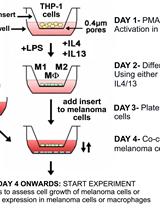 THP1细胞分化成巨噬细胞及与黑色素瘤细胞的跨室联合培养试验