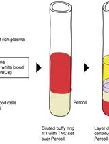 Culture of Megakaryocytes from Human Peripheral Blood Mononuclear Cells