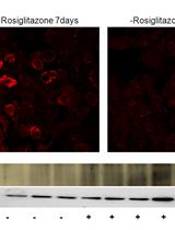 Assessment of Brown Adipocyte Thermogenic Function by High-throughput Respirometry