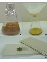 利用染色质免疫共沉淀（ChIP）技术检测稻瘟病菌中蛋白质-DNA的直接与间接相互作用