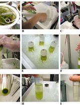 In vitro Phosphorylation Assay of Putative Blue-light Receptor Phototropins Using Microsomal and Plasma-membrane Fractions Prepared from Vallisneria Leaves