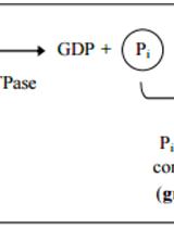 Expression, Purification and in vitro Enzyme Activity Assay of Plant Derived GTPase