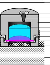 Quantifying the Permeability of the Apoplastic Water Barrier in Cosmos Petals