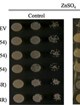 An Assay to Test the Capacity of Arabidopsis Plant Defensin Type1 Protein to Induce Cellular Zinc (Zn) Tolerance in Yeast