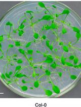 Arabidopsis Leaf Explant Culture