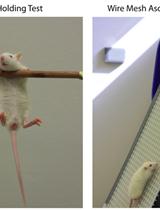 Locomotor Coordination Assay in Rats